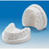 MODELO DE YESO ADULTO DENTADO
