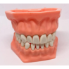 TIPODONTO ACRILICO ADULTO